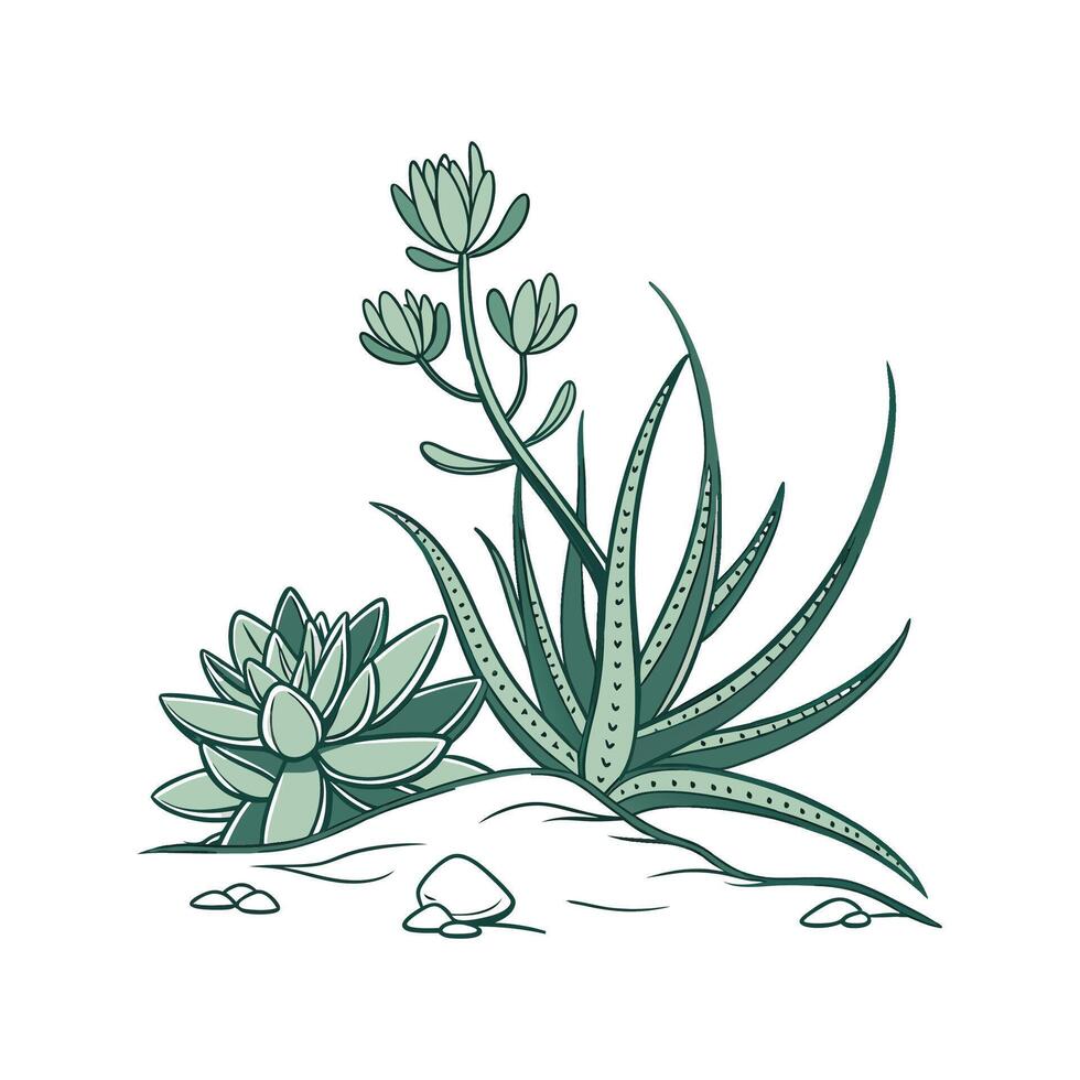 Stylish Crassula Plant Illustration for Decor vector