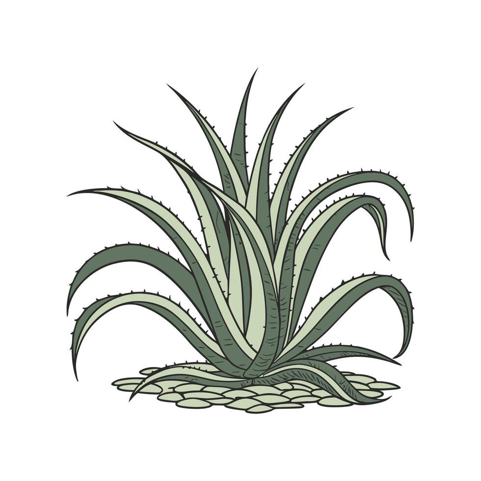 Charming Crassula Falcata Plant Illustration vector