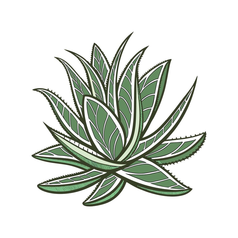 Vibrant Crassula Plant Design for Interiors vector