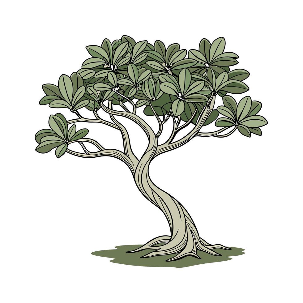 Charming Crassula Ovata Plant Illustration vector