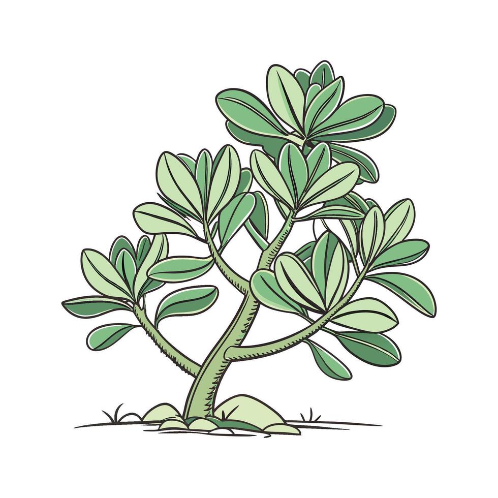 Charming Crassula Plant Illustration for Decor vector