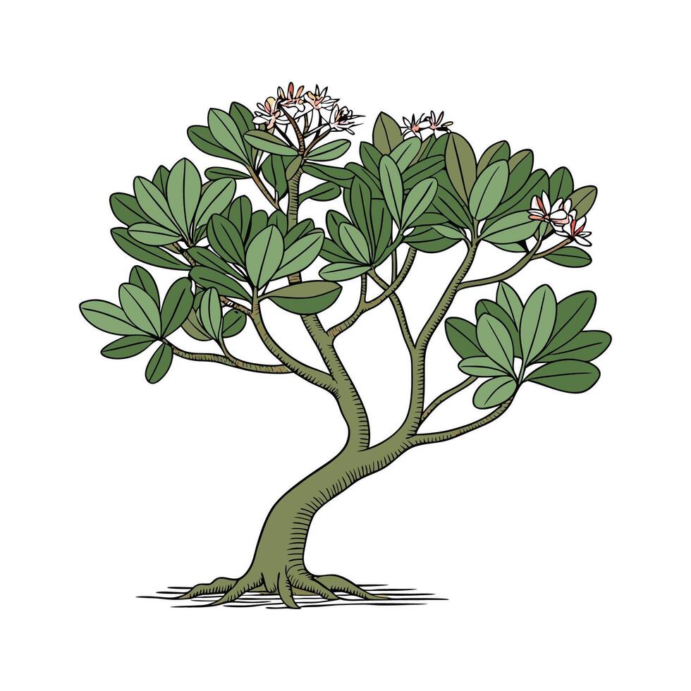 Distinctive Crassula Ovata Artwork for Home vector