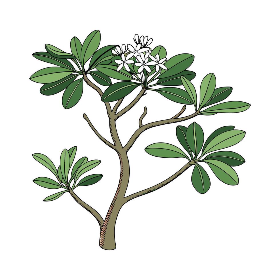 Vibrant Crassula Ovata Plant Design vector