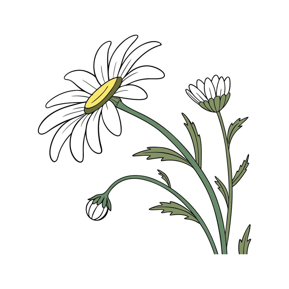 Vibrant Crazy Daisy Plant Design vector
