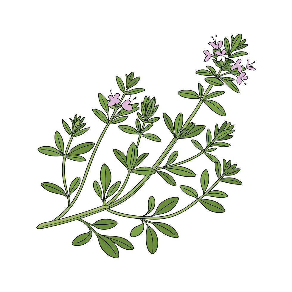 Creeping Thyme Greenery on White vector