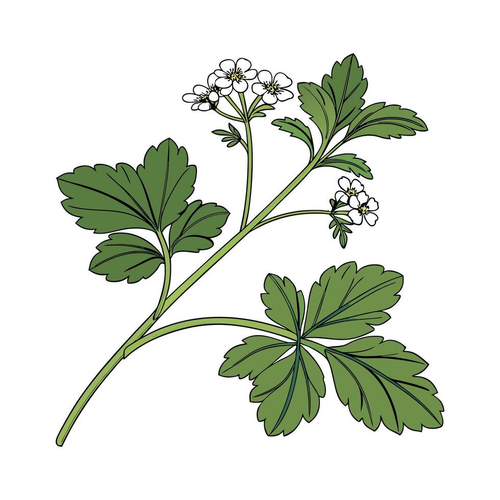 Nutritious Cress on White Surface vector