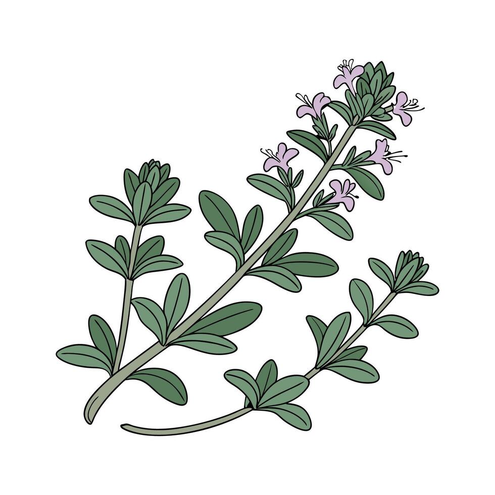 Beautiful Creeping Thyme on White vector