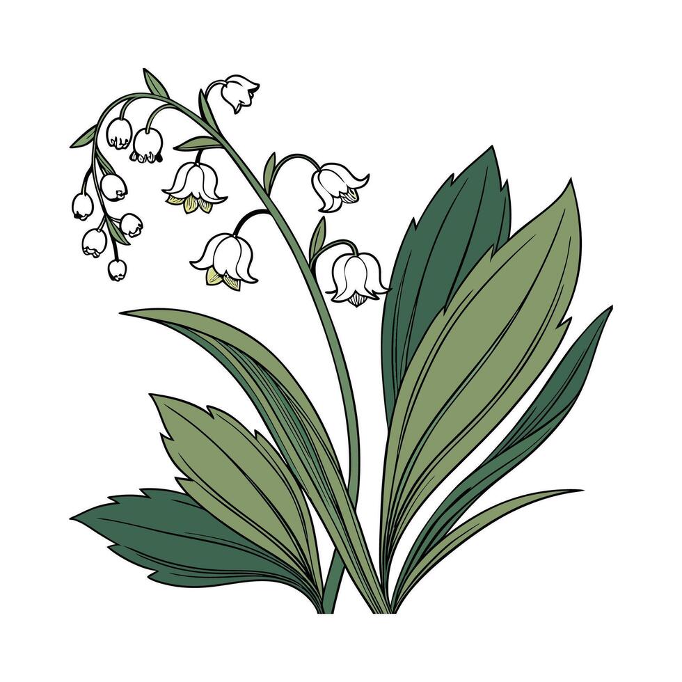 Cress Herb on Bright White vector