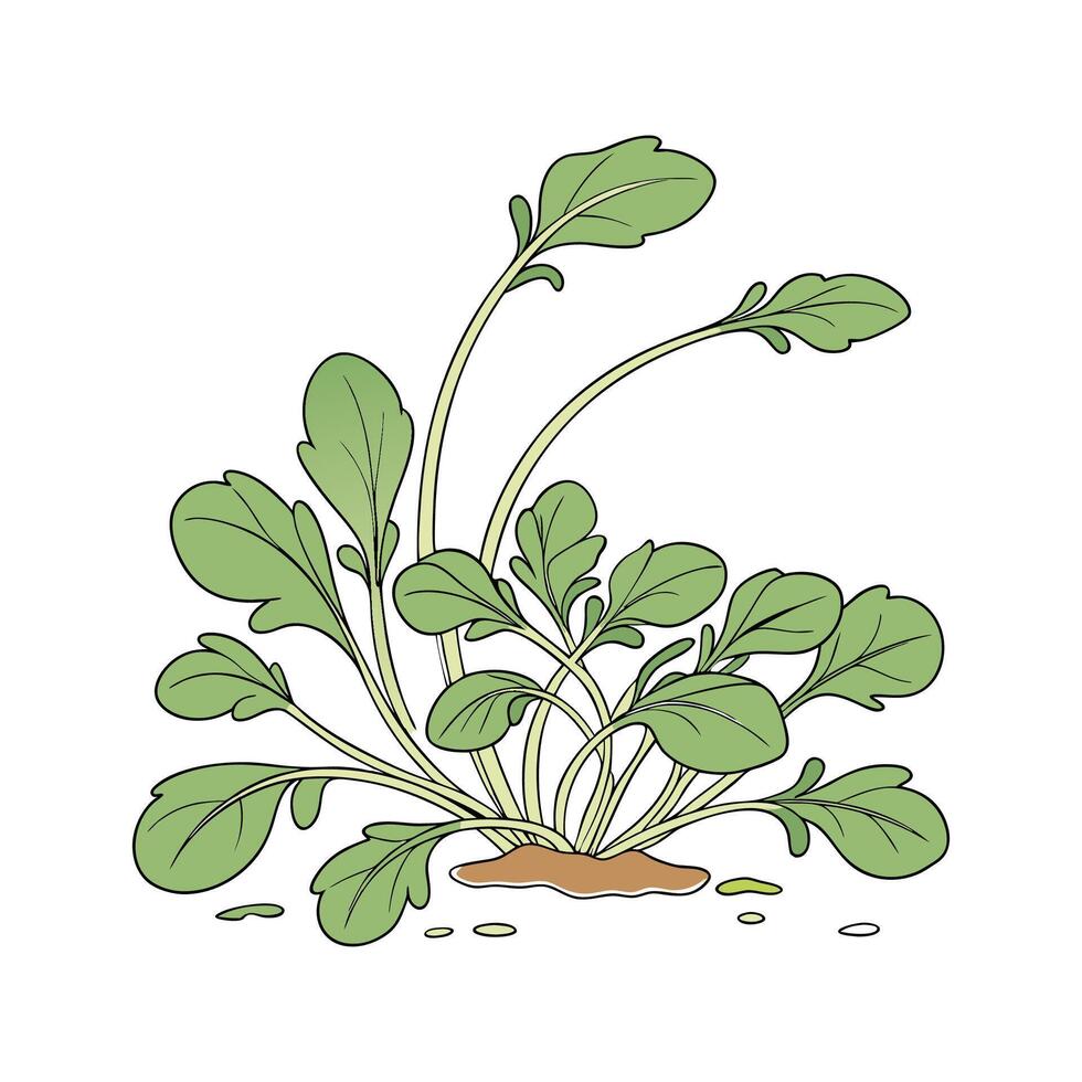 Vibrant Cress on Clean White vector