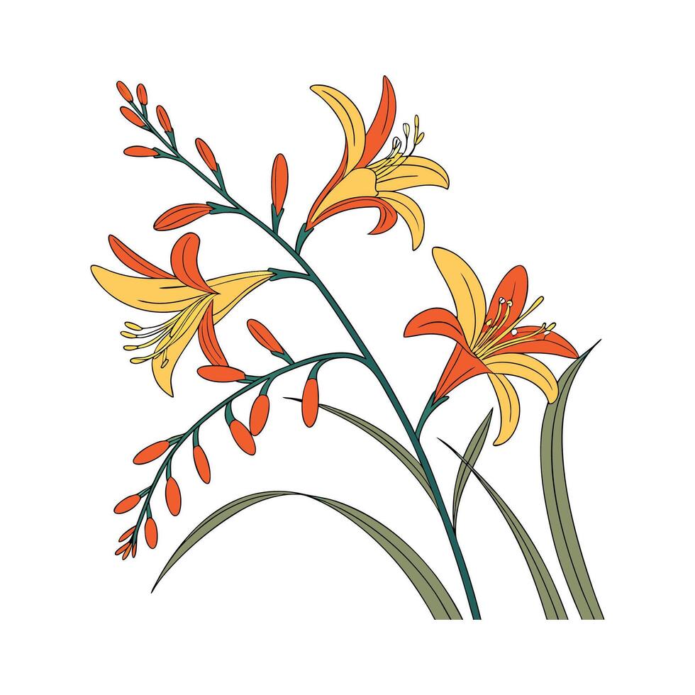 Stunning Crocosmia Flowers Display vector