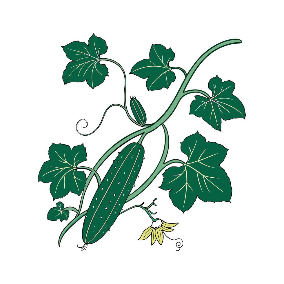 Vibrant Cucumber on Clean White vector
