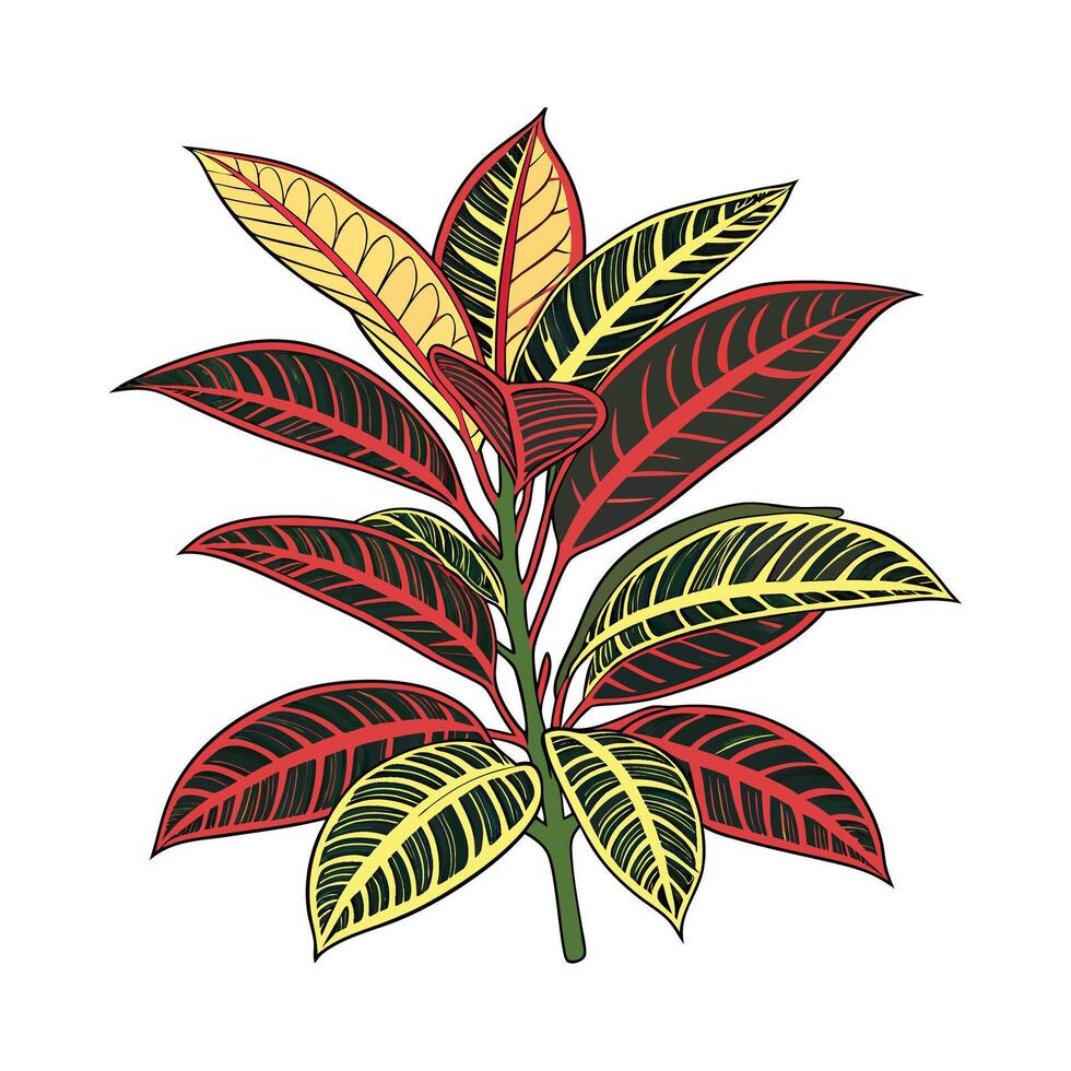 Charming Croton Petra on Bright White vector