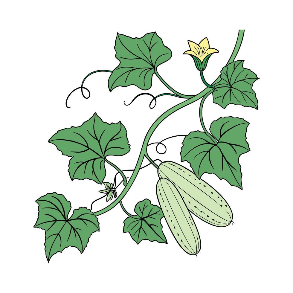 Fresh Cucumber Plant on White vector