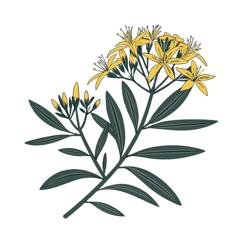 Vibrant Curry Plant on Clean White vector