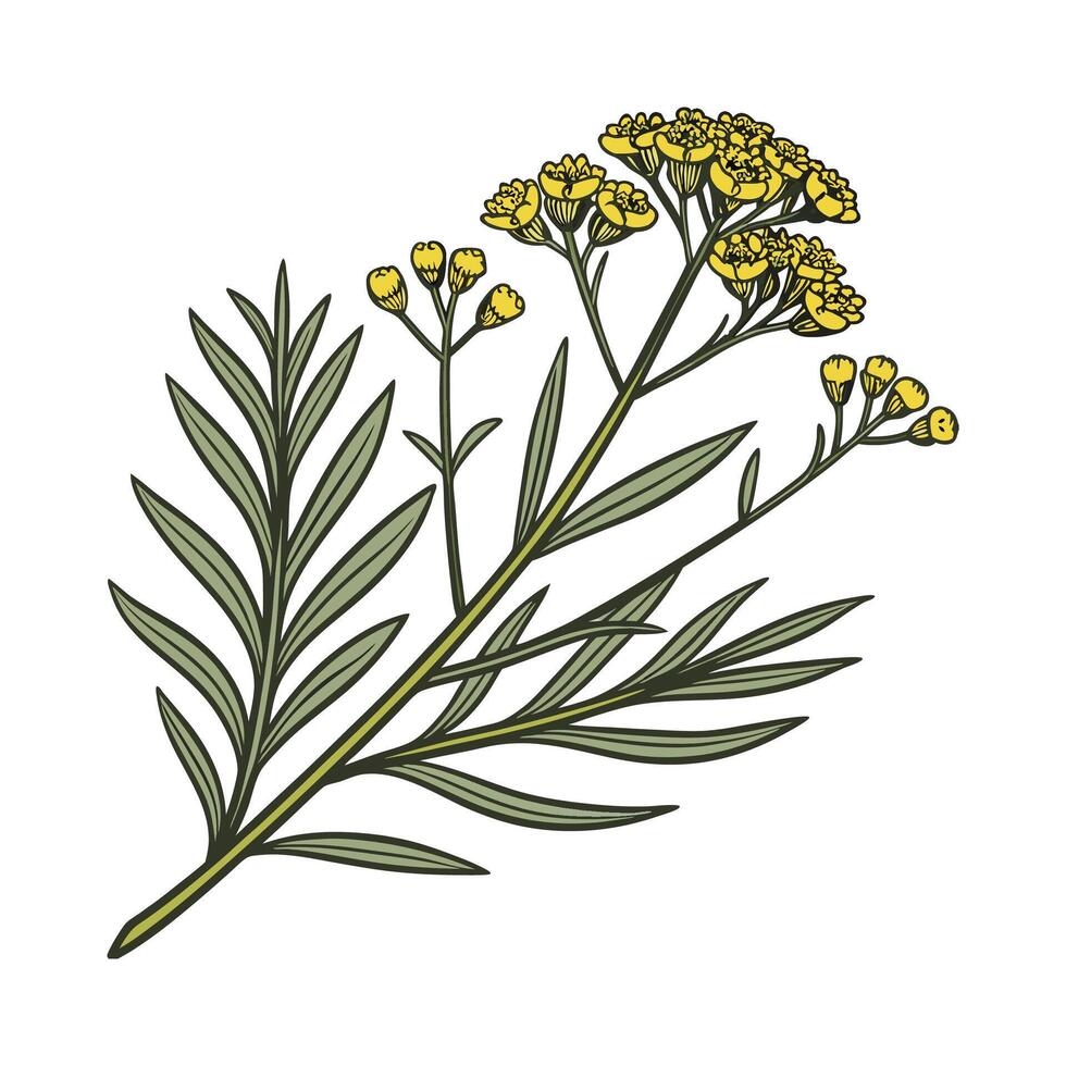 Nutritious Curry Plant on White vector
