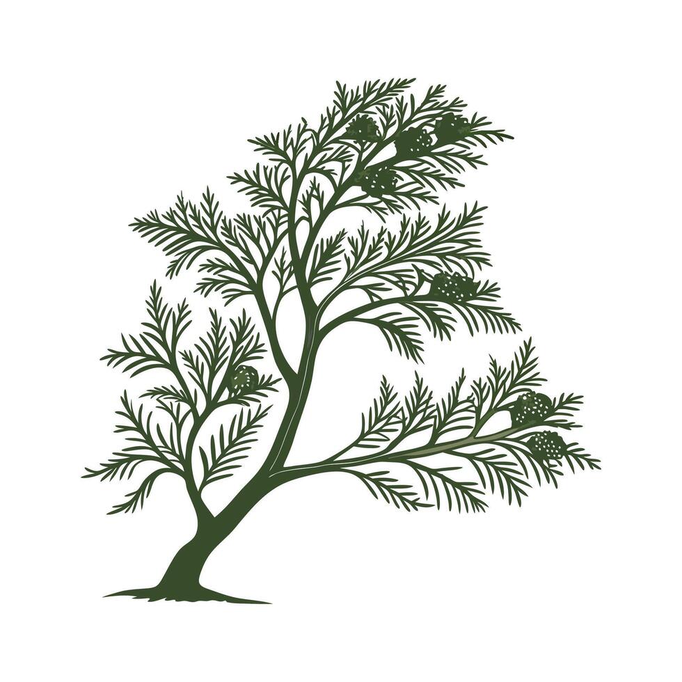 Lush Cypress Plant on White vector