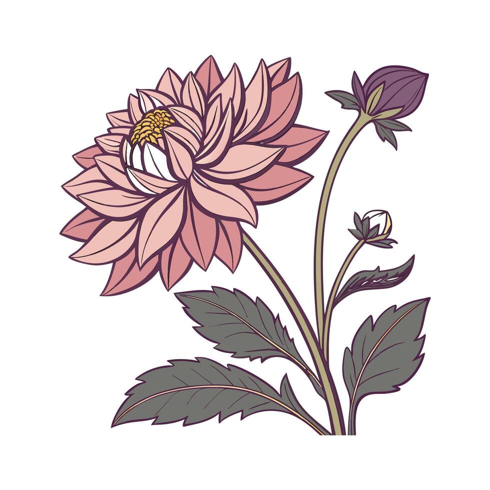 Vibrant Dahlia Pinnata on White vector
