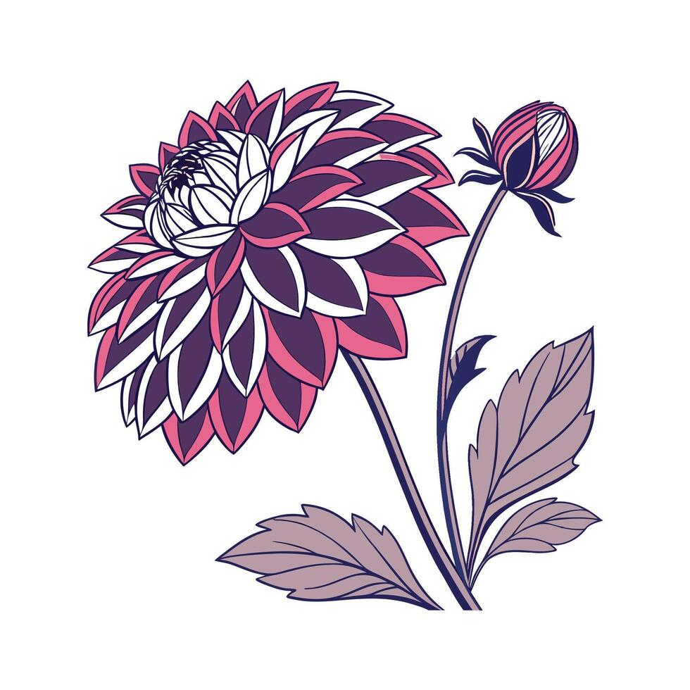 Beautiful Dahlia Pinnata on Clean White vector