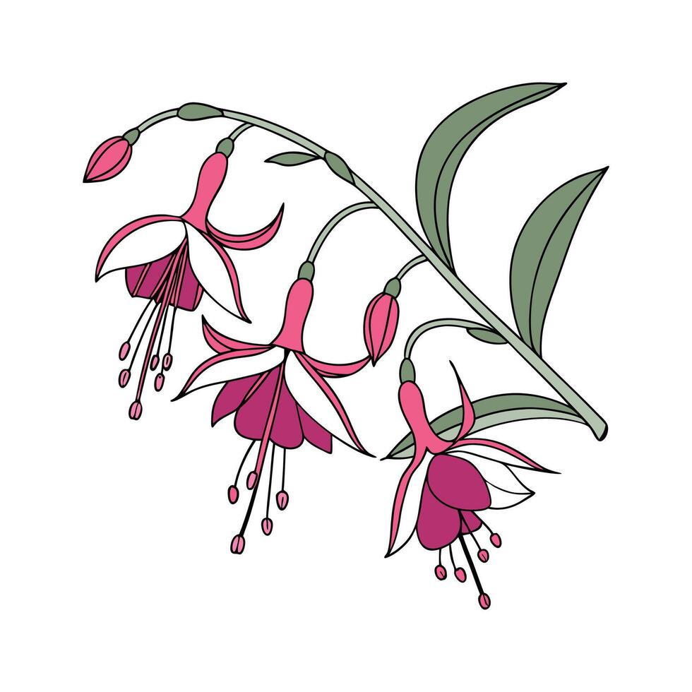 Vibrant Dancing Lady Oncidium on White vector