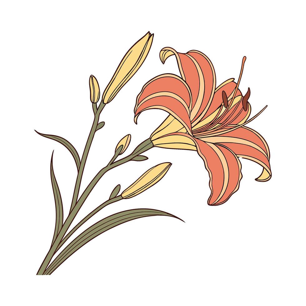 Fresh Daylily Hemerocallis on White vector