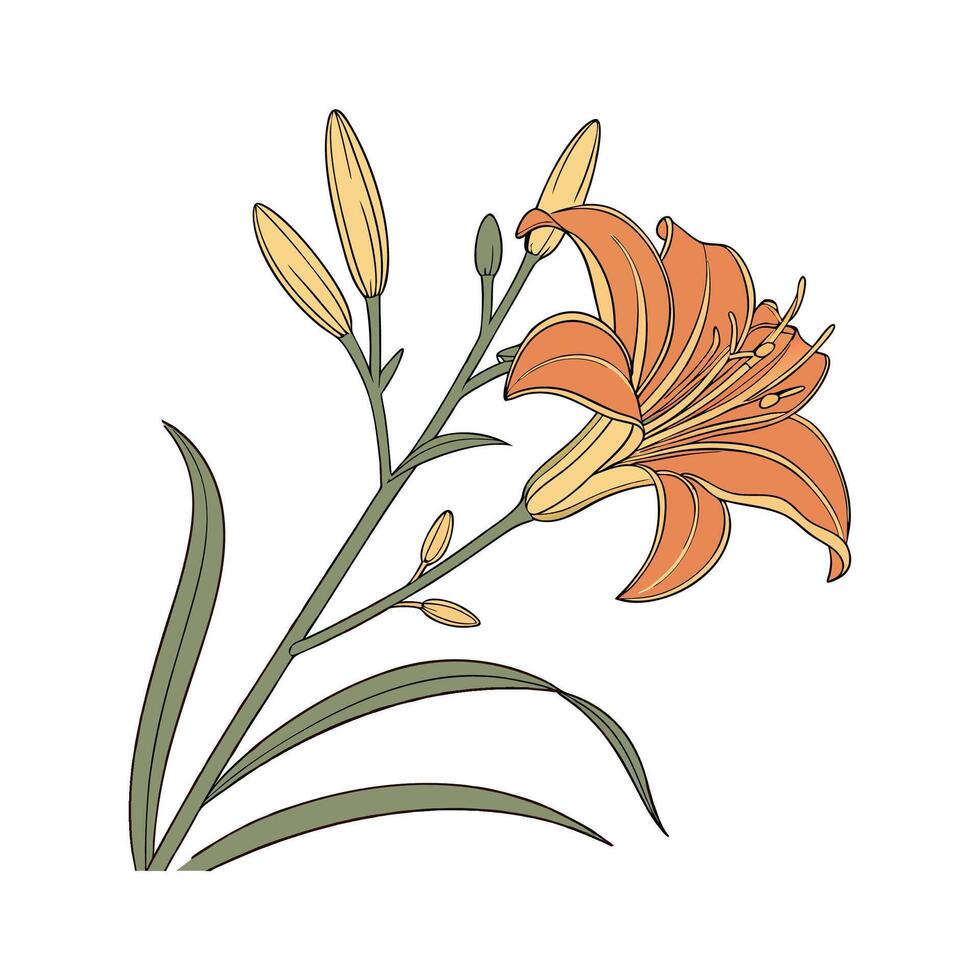Vibrant Daylily Hemerocallis on White vector