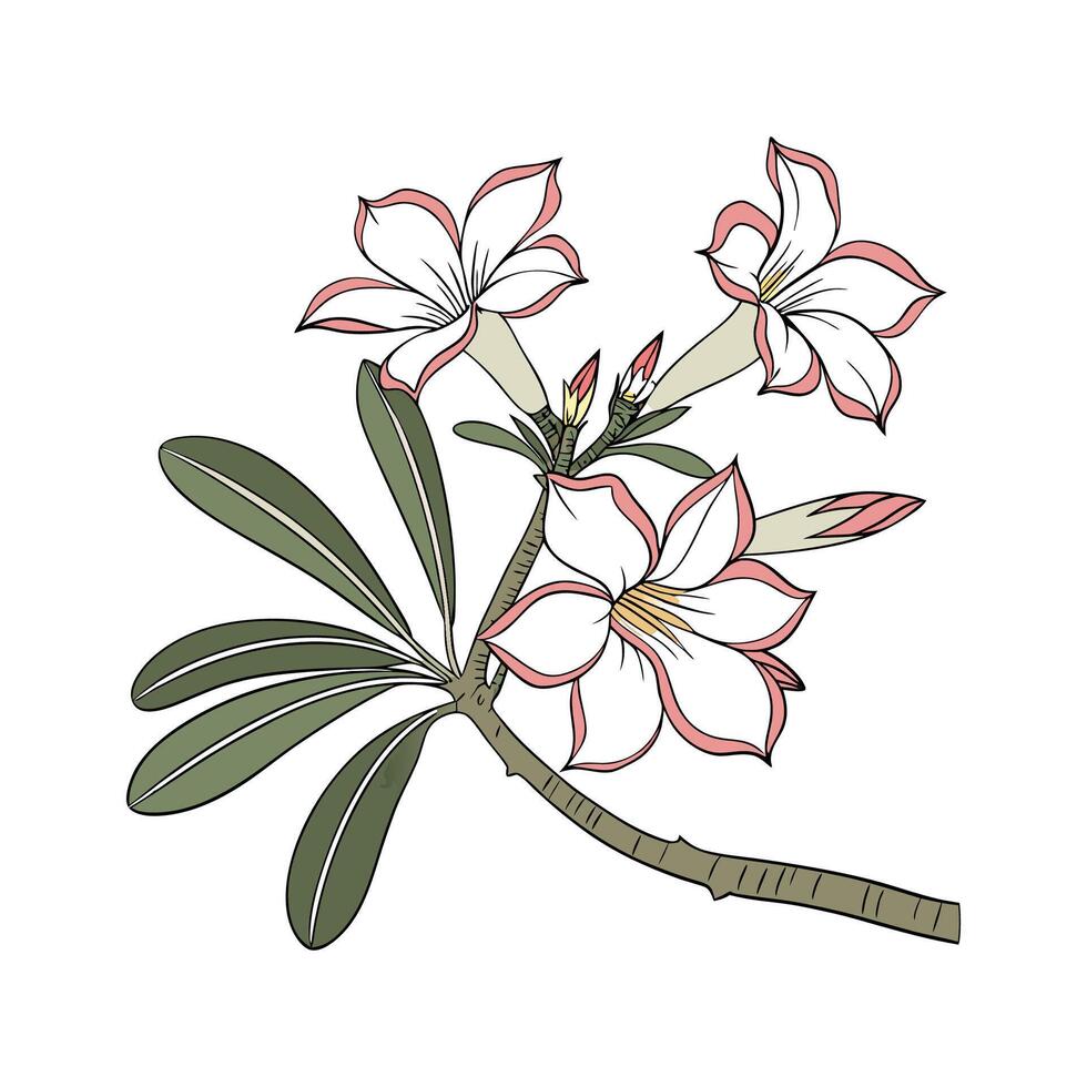 Vibrant Desert Rose Display on White vector
