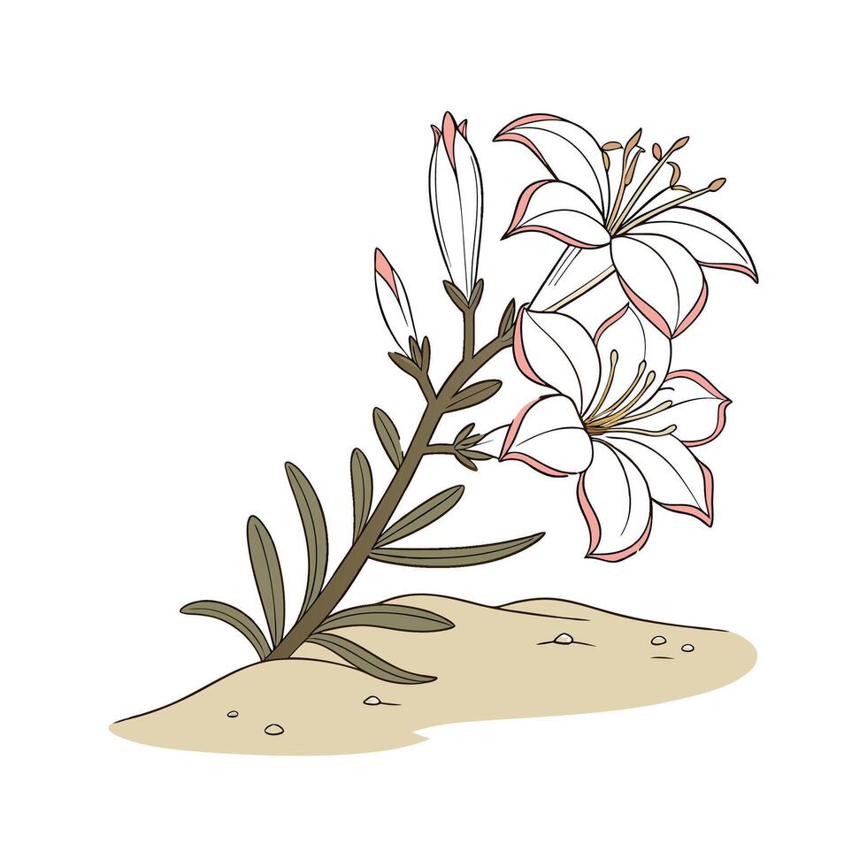 Elegant Desert Rose on Clean White vector