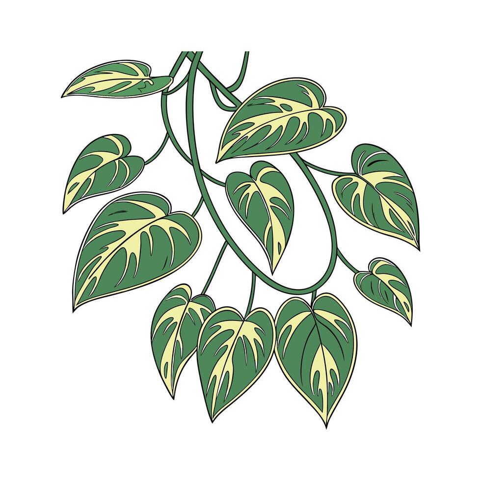 Elegant Devils Ivy Pothos Display vector