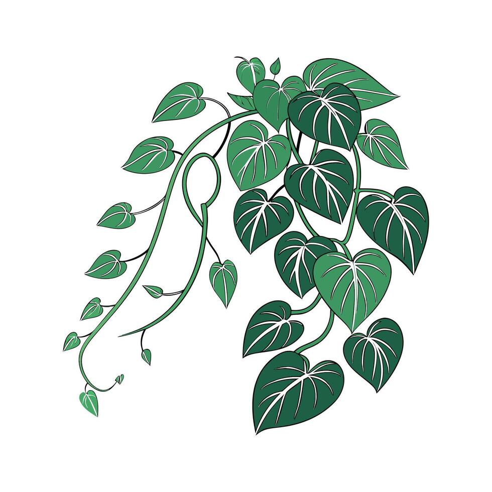 Beautiful Devils Ivy on Bright White vector