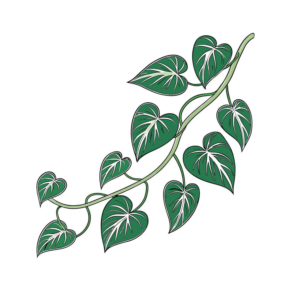 Stunning Devils Ivy Pothos Display vector