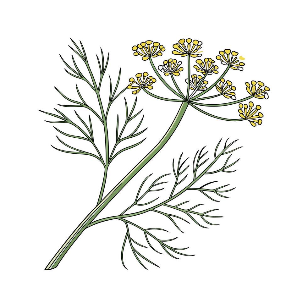 Elegant Dill Anethum Display on White vector