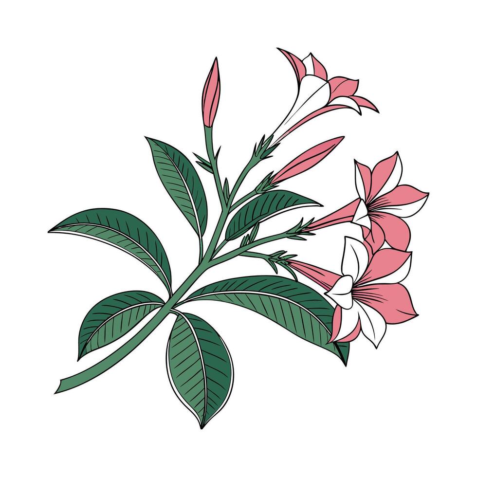 Elegant Dipladenia Mandevilla Display vector