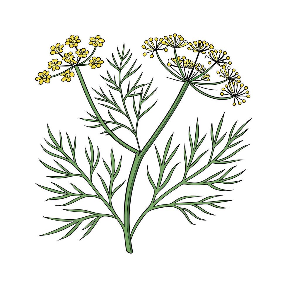 Vibrant Dill Anethum on Clean White vector