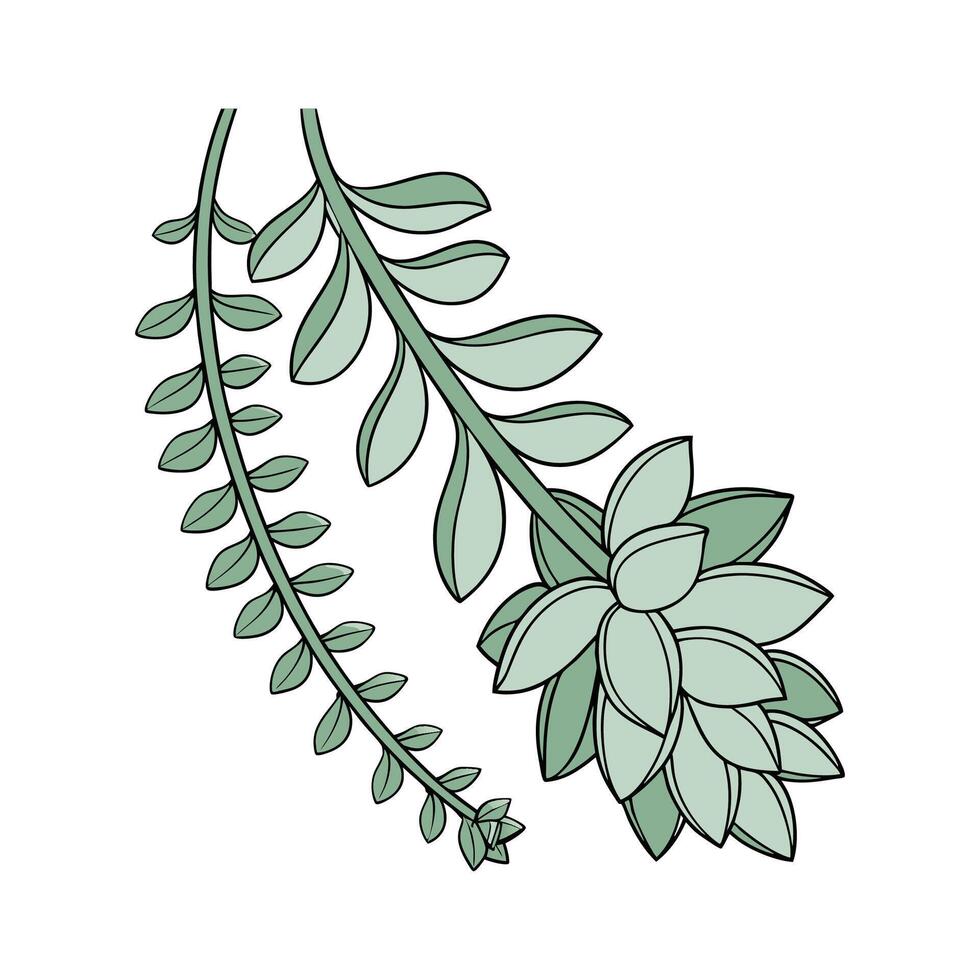 Donkeys Tail Sedum on White vector
