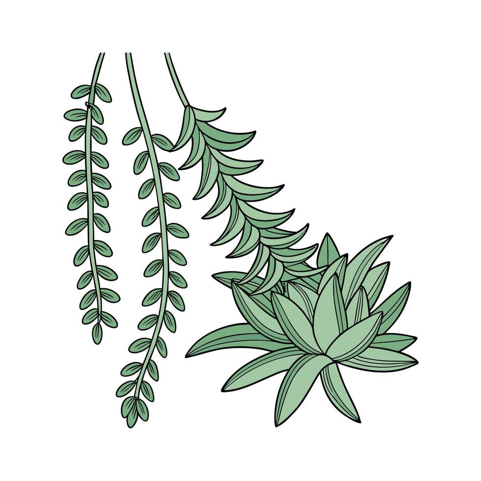 Elegant Donkeys Tail Sedum on White vector