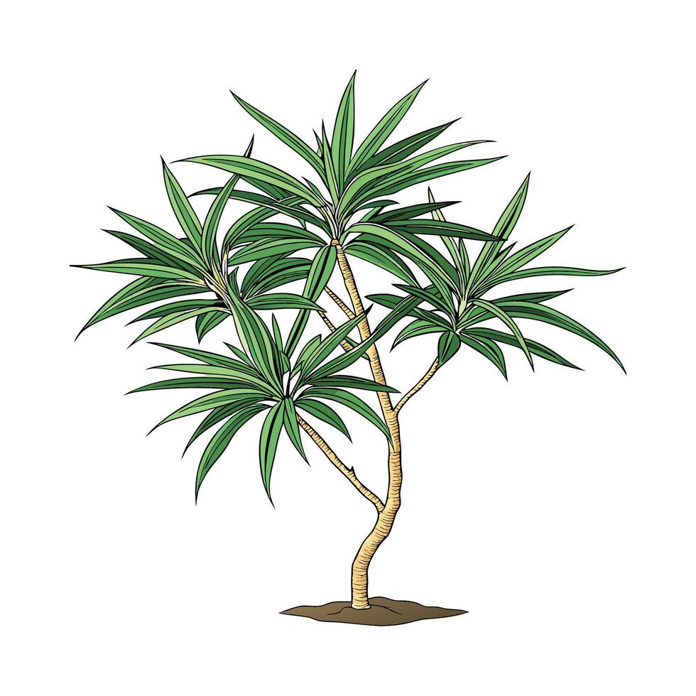 Beautiful Dracaena Compacta on Bright White vector