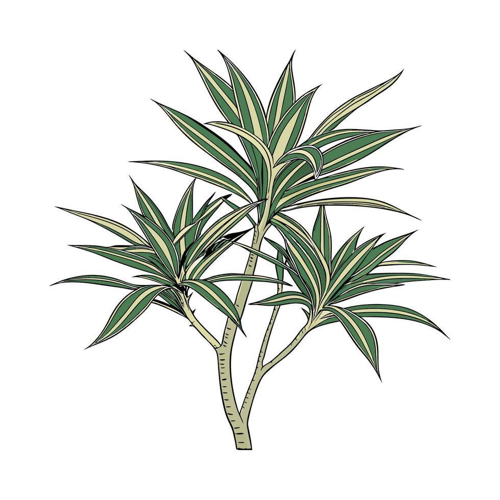 Elegant Dracaena Compacta Display vector