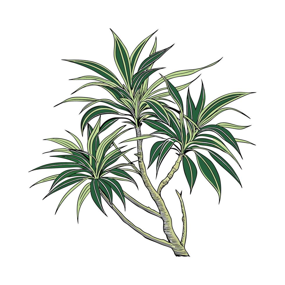 Elegant Dracaena Display on White vector