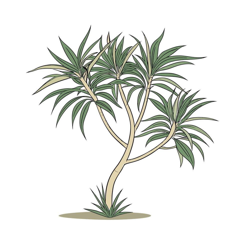Elegant Dracaena on Clean White vector
