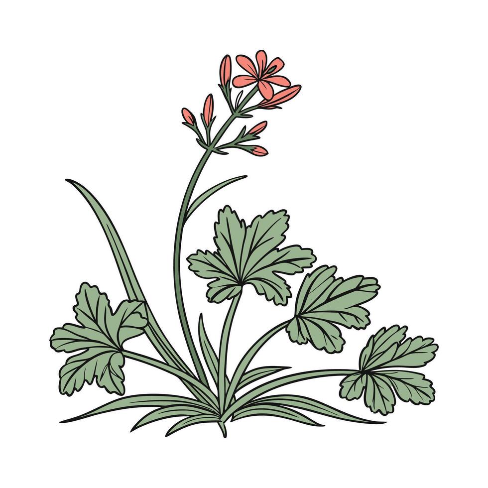 Elegant Drought Tolerant Plant Display vector
