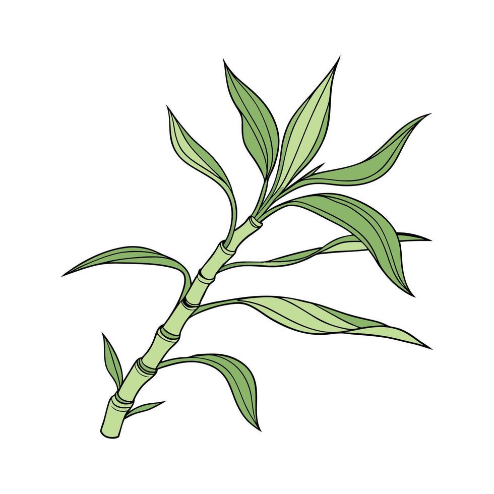 Vibrant Dracaena Sanderiana on White vector