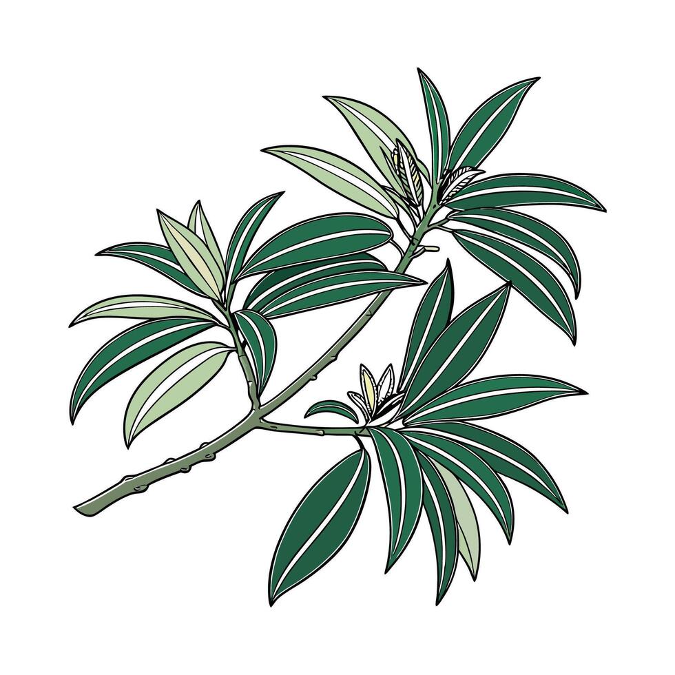 Vibrant Dracaena Reflexa on White vector