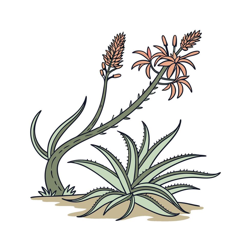Beautiful Drought Tolerant Plant vector