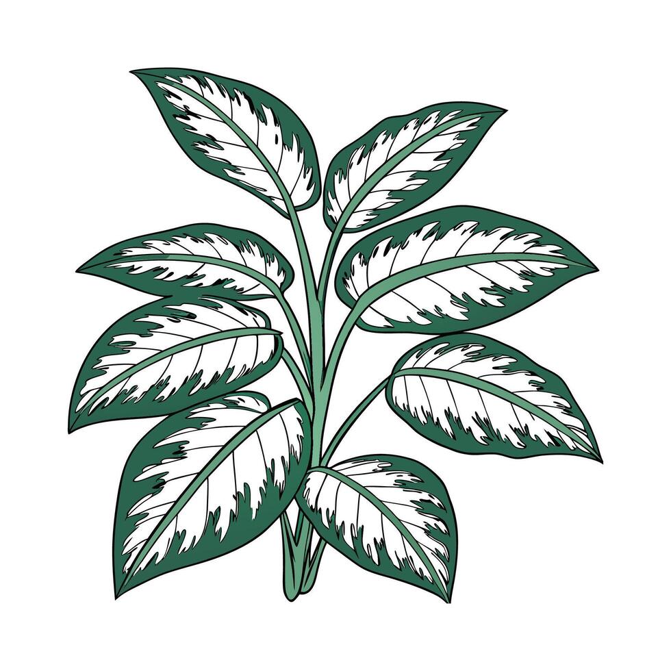 Vibrant Dumb Cane Dieffenbachia on White vector
