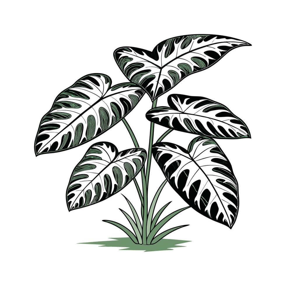 Elegant Dumb Cane Dieffenbachia Display vector