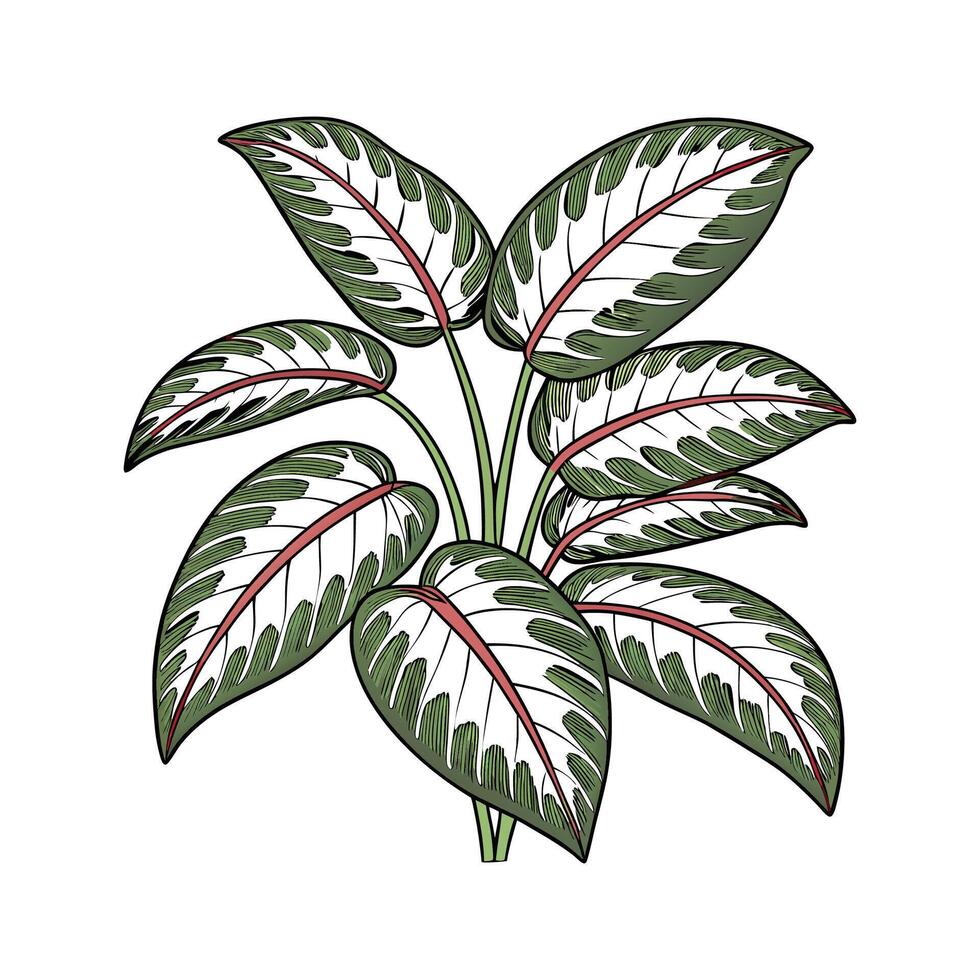 Beautiful Dumb Cane Dieffenbachia on White vector
