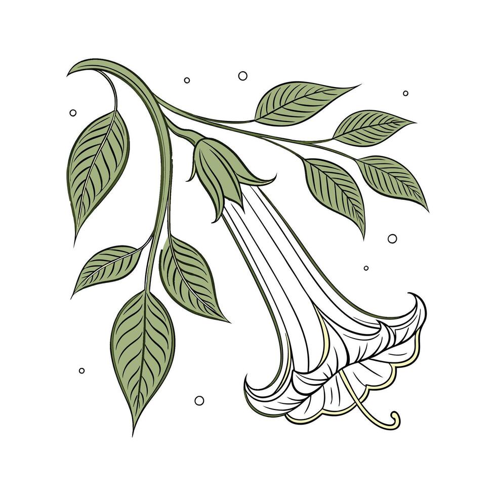 Elegant Dutchmans Pipe Display vector