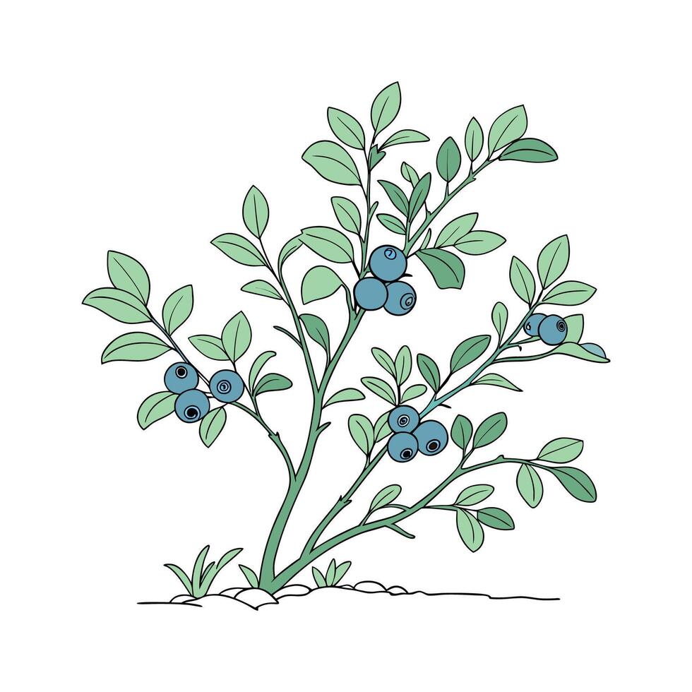 Beautiful Dwarf Blueberry on White vector
