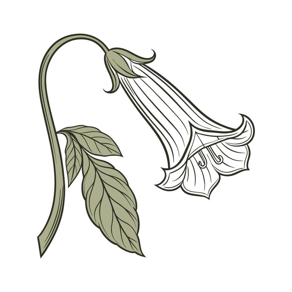 Vibrant Dutchmans Pipe on Clean White vector