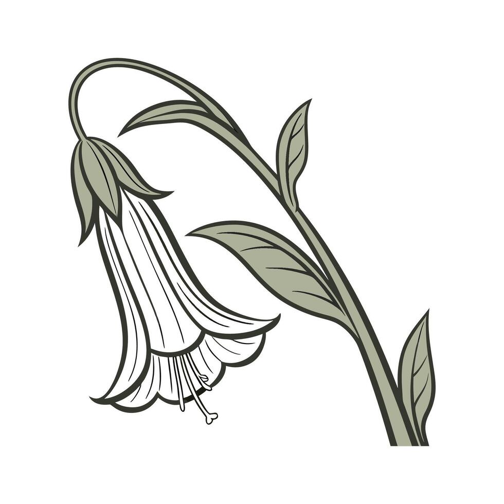 Beautiful Dutchmans Pipe on White vector